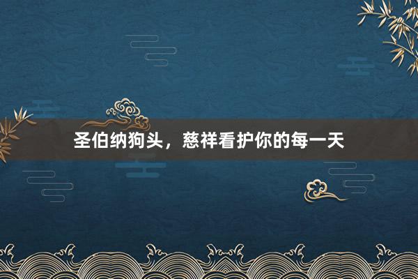 圣伯纳狗头,慈祥看护你的每一天